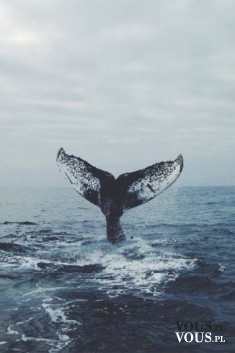 Piękne zdjęcie, wieloryb w fali, ogon wieloryba, Gdzie można pojechać by zobaczyć wieloryba bądź ...