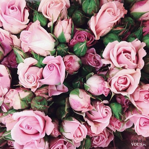 Różowe róże, na walentynki, jaki kolor lepszy, różowy czy czerwony na walentynki?