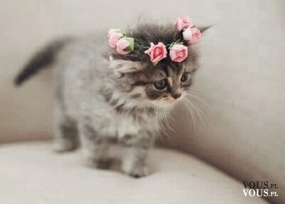 Słodziutki kotek z wiankiem z róż na głowie
