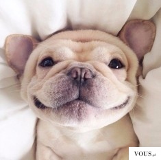 Uśmiechnięty pies, jaka to rasa? Czy psy się uśmiechają?