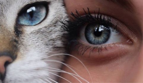 Niebieskie oczy kocie i kobiece