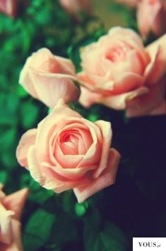 flower , rose