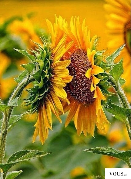 sunflowers , flower ,