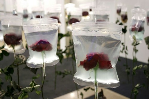kwiaty zamrożone w kostkach lodu