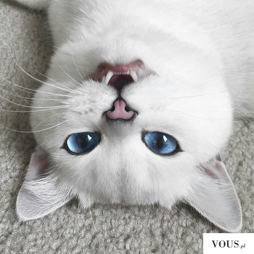 Biały kotek z niebieskimi oczami