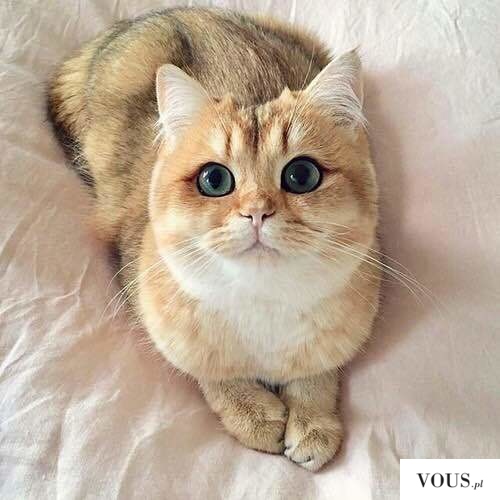 kot z dużymi oczami