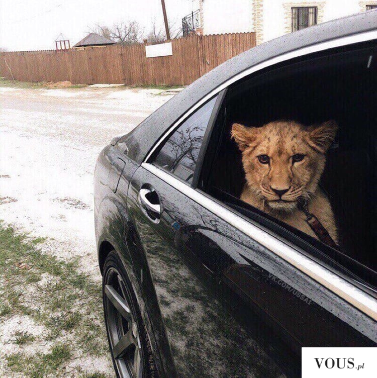 lew w samochodzie
