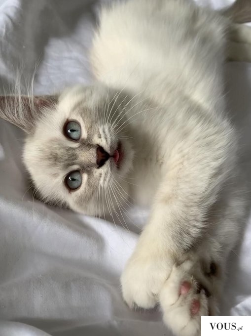 biały kotek z niebieskimi oczkami
